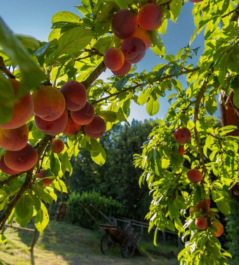 Agriturismo Alle Rose 볼테라 외부 사진